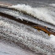 Picture Of Fishing Salmon